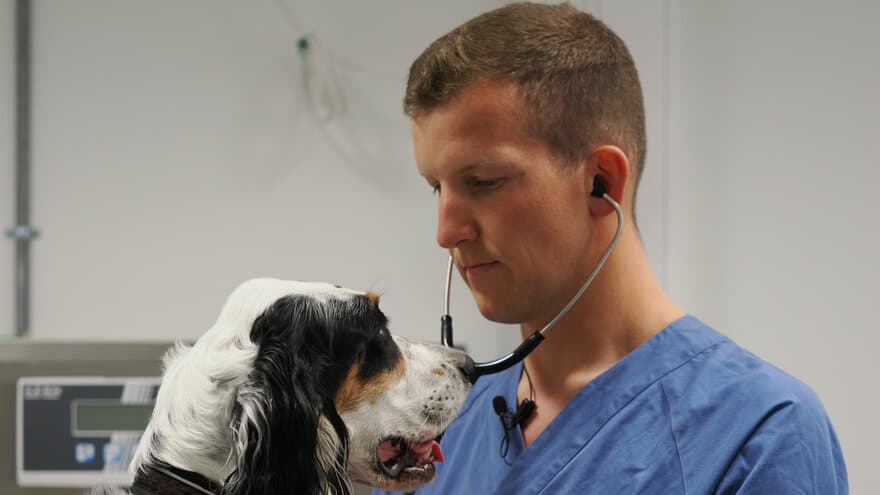Veterinærstudent Magnus Dypvik undersøker en hund