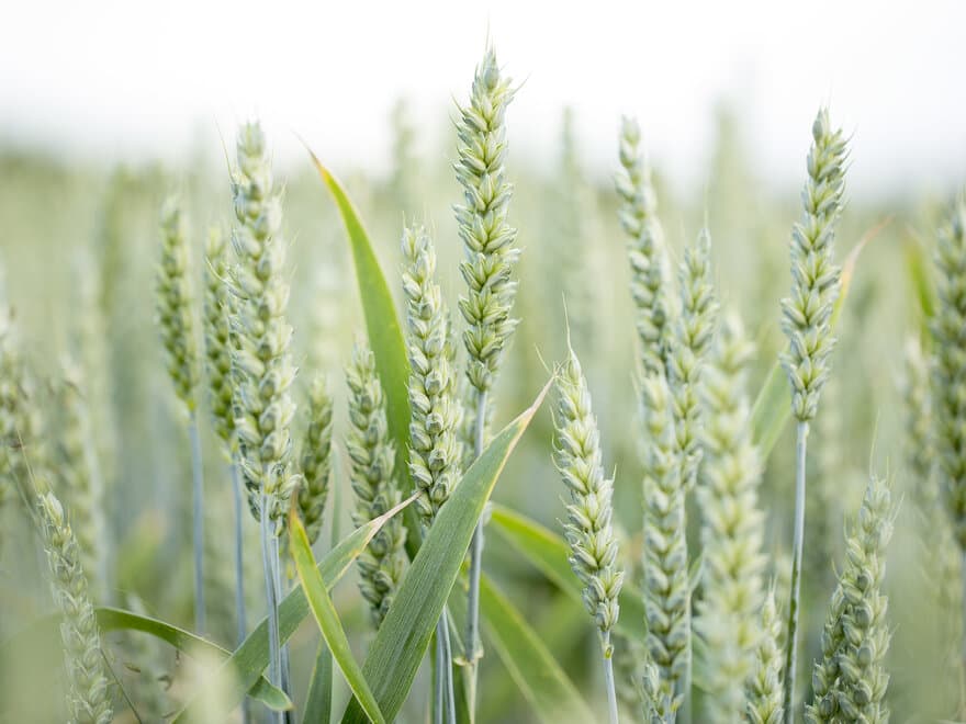 Vi forbinder bugnende hveteåkre med god og mettende mat. Men det er tarmbakteriene som gjør at vi kan utnytte næringsinnholdet i kornet på en effektiv måte.
