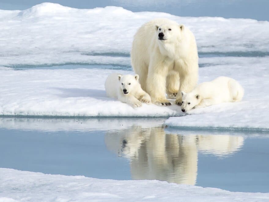 Isbjørner på Svalbard