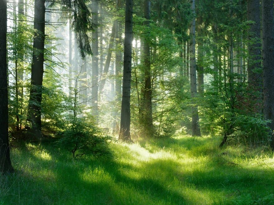 Sollys i skogen