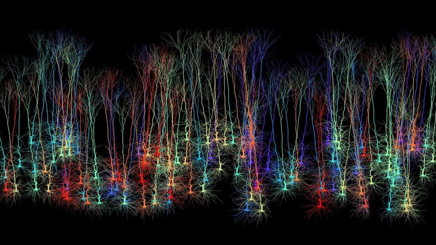 A population of pyramidal neurons