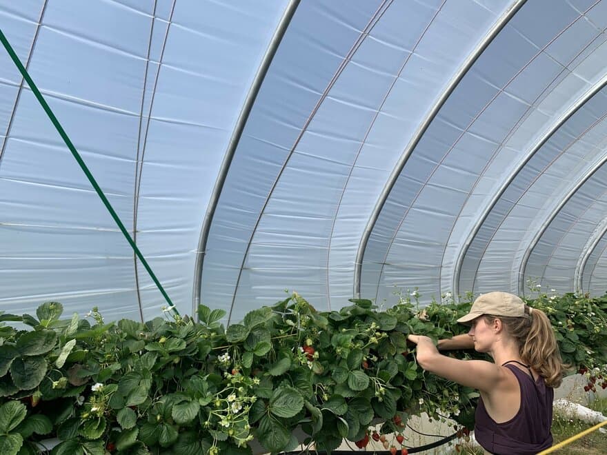 Siv Mari Aurdal ser på jordbærplanter