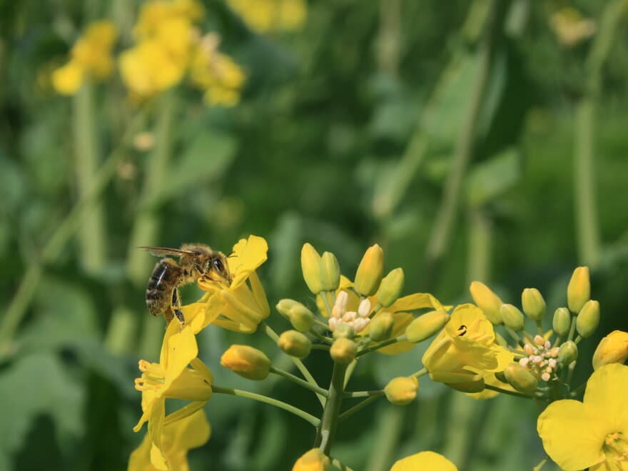 Teorier om biekollaps har ført til mye unødvendig bekymring, ifølge forsker. I denne artikkelen forklarer han hvorfor.