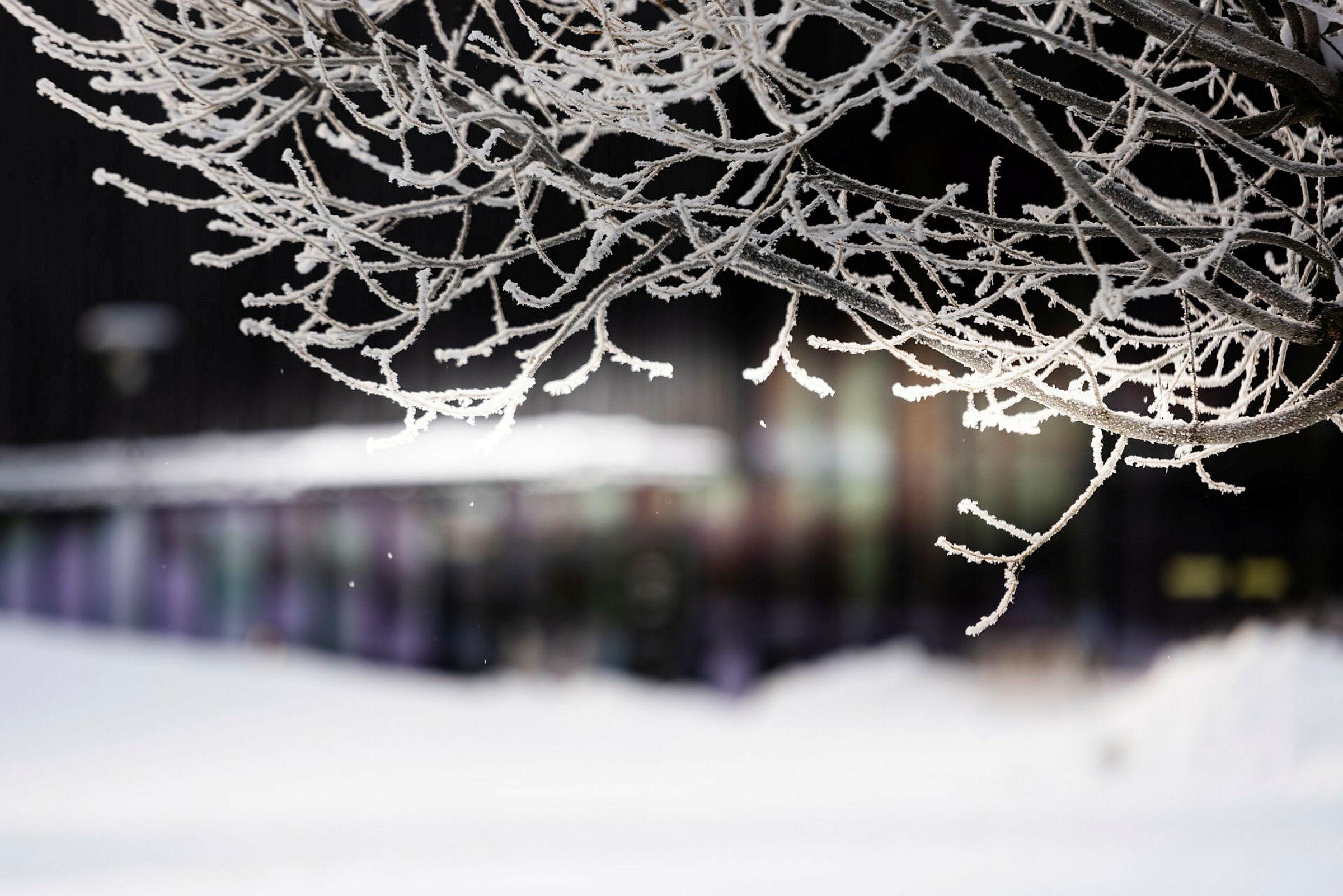 Vinterbilder av campus januar 2024