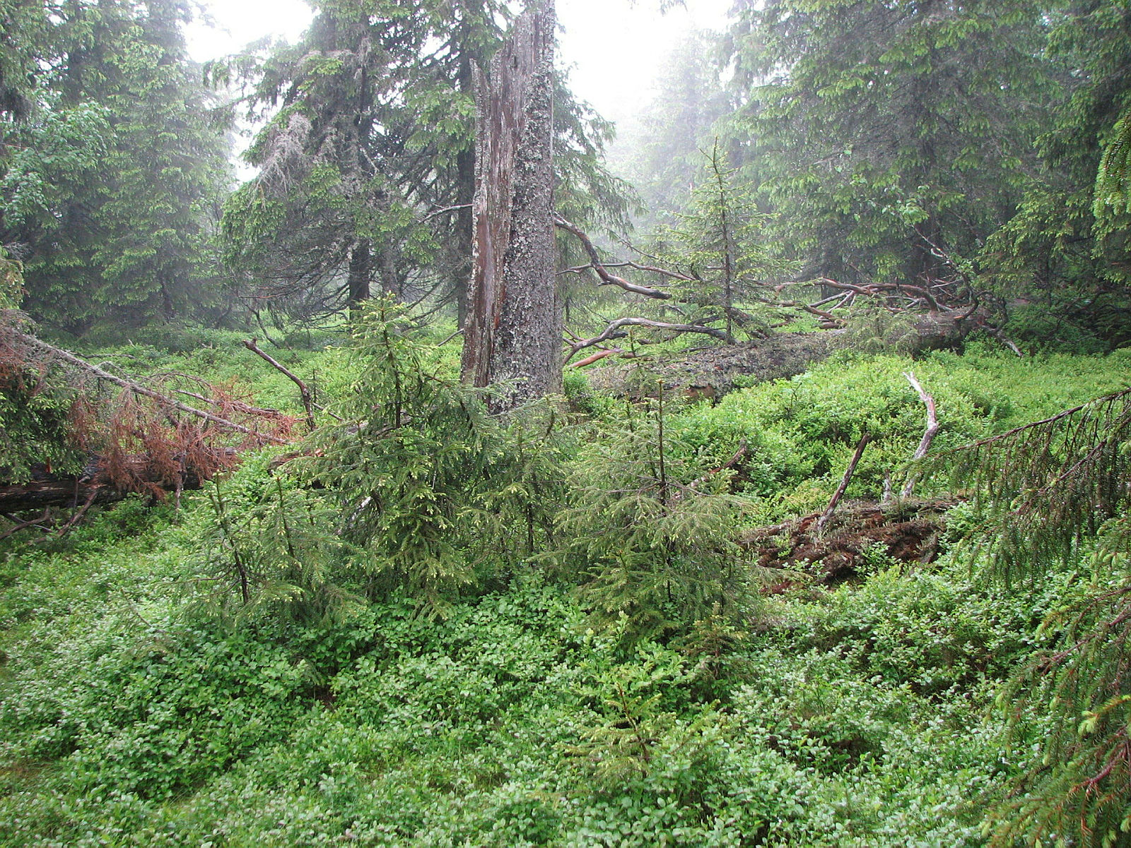 SKOG250. Gullenhaugen, ca. 750 moh. Kadaverforyngelse.