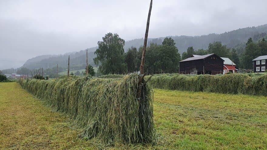 Forage as a local produced protein and energy feed for horses