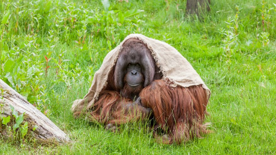 Orangutang i Dyreparken i Kristiansand