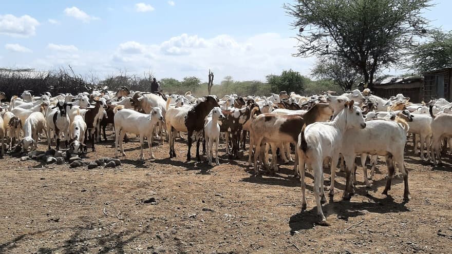 Grazing cattle in Kenya's southern drylands. NMBU's Edwige Marty studied how pastoral cattle farmers in Kenya adapt to climate change. 