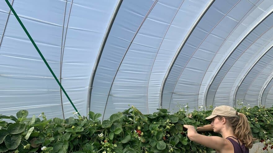 Siv Mari Aurdal ser på jordbærplanter