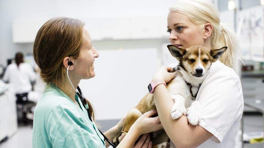 Smådyrklinikken på Adamstuen, NMBU. På bildet fra venstre: Heidi S. Lund (veterinær) og  Jeanette Pedersen (veterinærstudent) undersøker hunden Tor (lundehund)