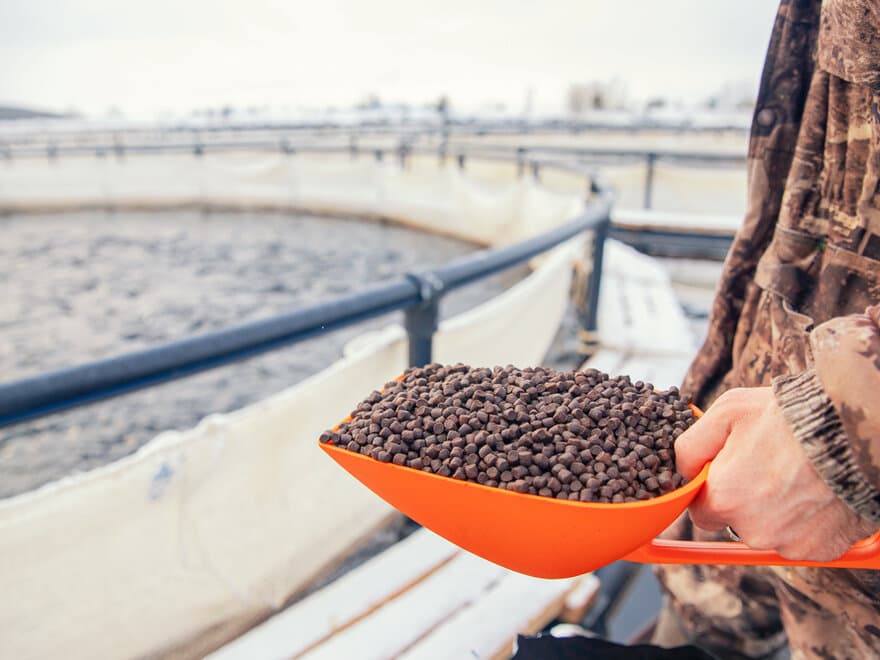 Fish farm worker holds scoop of pelleted feed