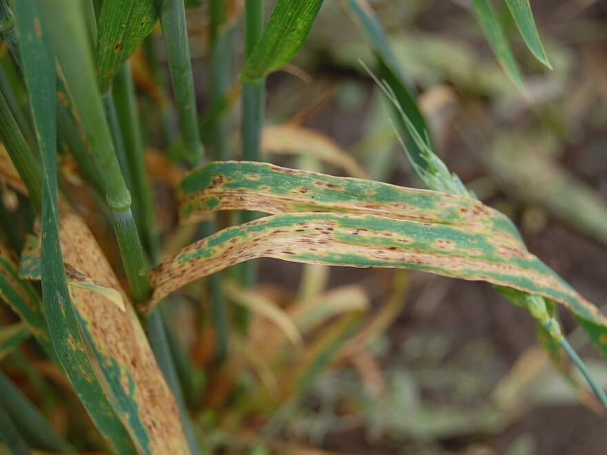 Typiske symptomer på hveteaksprikk i bladverket til en sterkt angrepet hveteplante