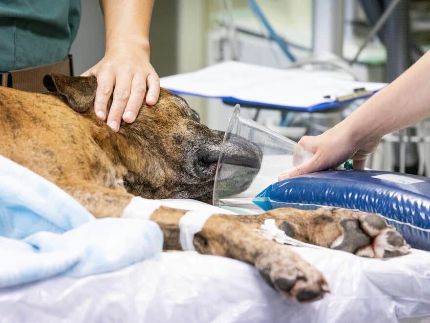 I august 2019 fikk Små­dyr­klinikken inn­ ­u­vanlig mange hunder med blodig diaré og oppkast. Mange var svært syke og flere enn ­normalt, døde. Dette er et illustrasjonsfoto.