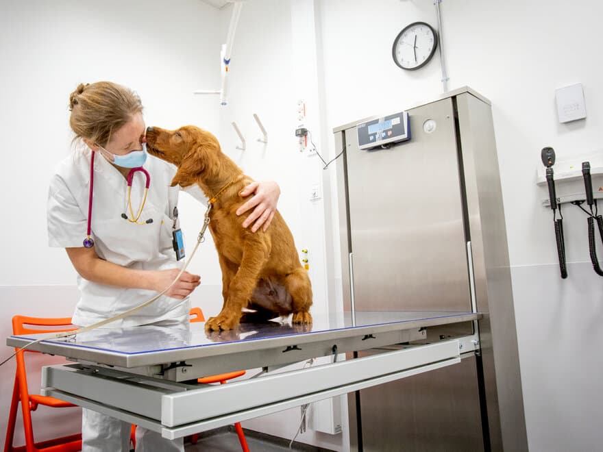 Balder (3 mnd) ble den første pasienten på det nye Dyresykehuset - smådyr på Ås. Han fikk en helsesjekk og vaksine av veterinær Heidi Sjetne Lund. 