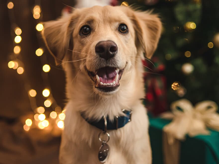 Hund som tigger etter julemat. Julemat for mennesker kan være farlig for hunder og katter.