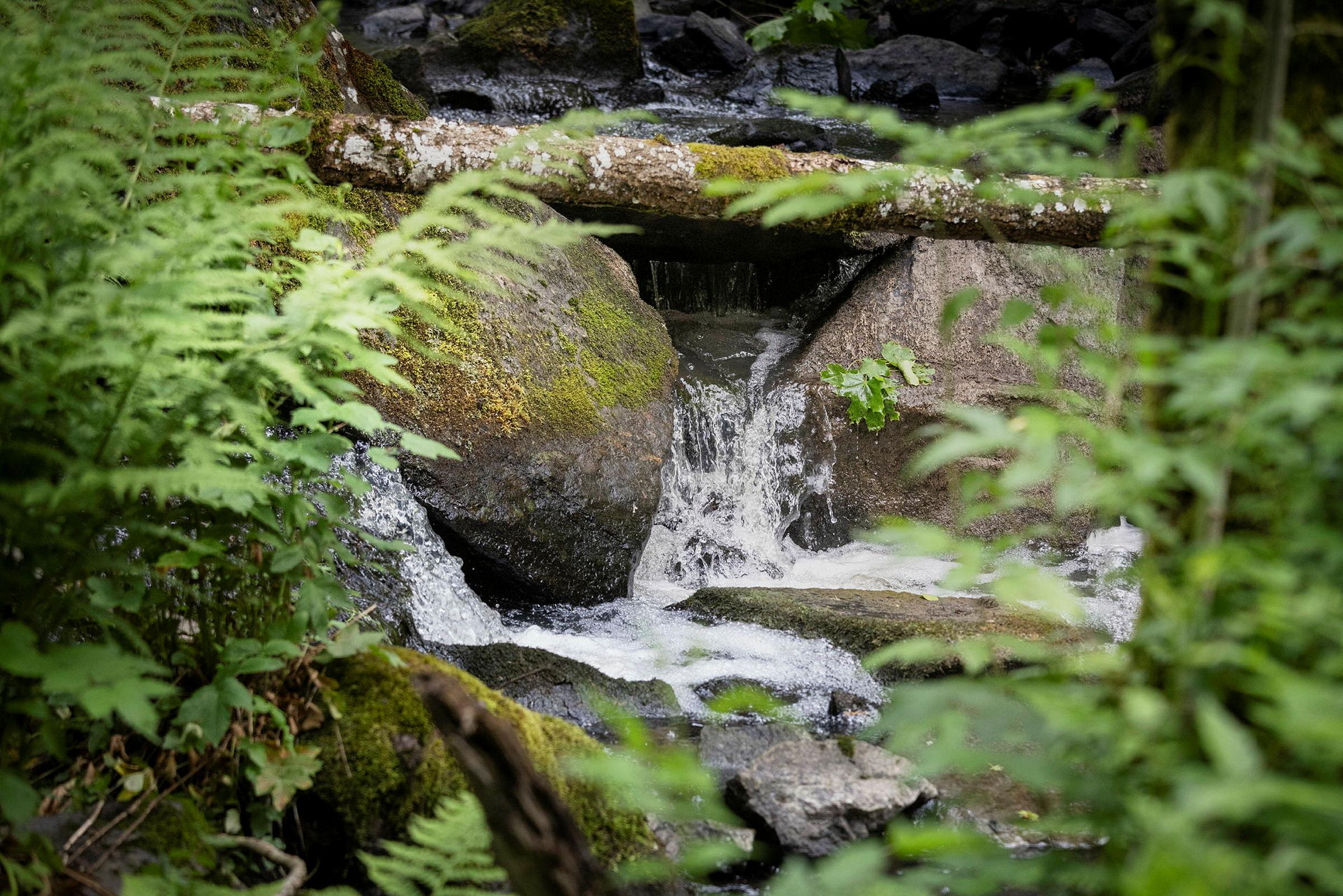 Ronny Steen Førstelektor ved Fakultet for miljøvitenskap og naturforvaltning NMBU tar med studenter i Syverudskogen ved Årungen.Kurset ZOOL210 Virveldyr // https://www.nmbu.no/emne/zool210Emnet skal utvikle studentens evne til å forstå at alle arte