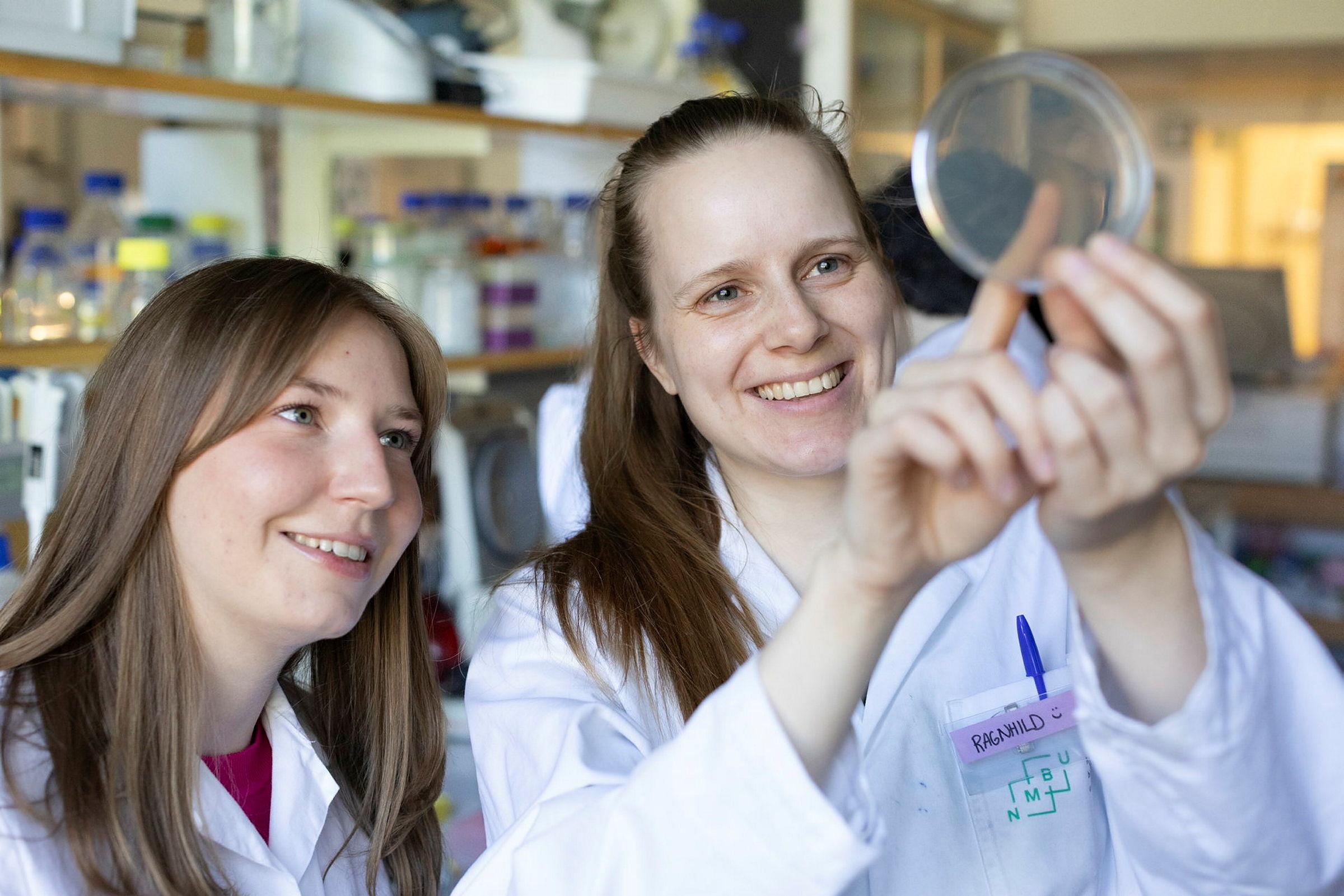 Ragnhild Sødal Gjennestad på lab med studenter. Fakultet for kjemi, bioteknologi og matvitenskap
Studentene jobber på lab og prøver å finne genetiske endringer som bidrar til resistens for penicillin (et type antibiotikum) hos pneumokokker (en bakte