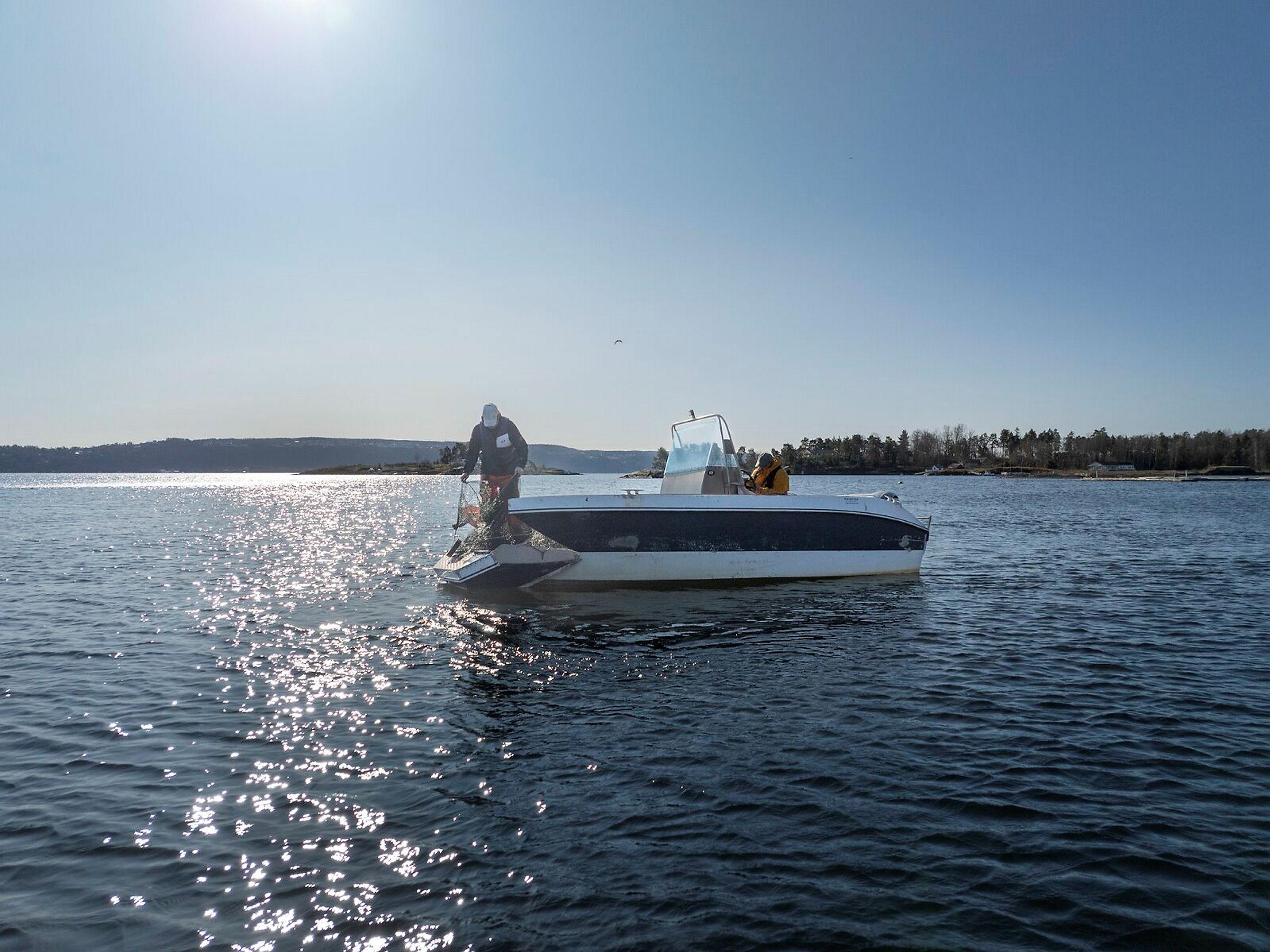 FeltarbeidOslofjorden Torsk Fisk Ruser Tegner Indre Oslofjord Ostøya OslofjordsatsningenAvbildet er:Thrond HaugenJonathan Coleman