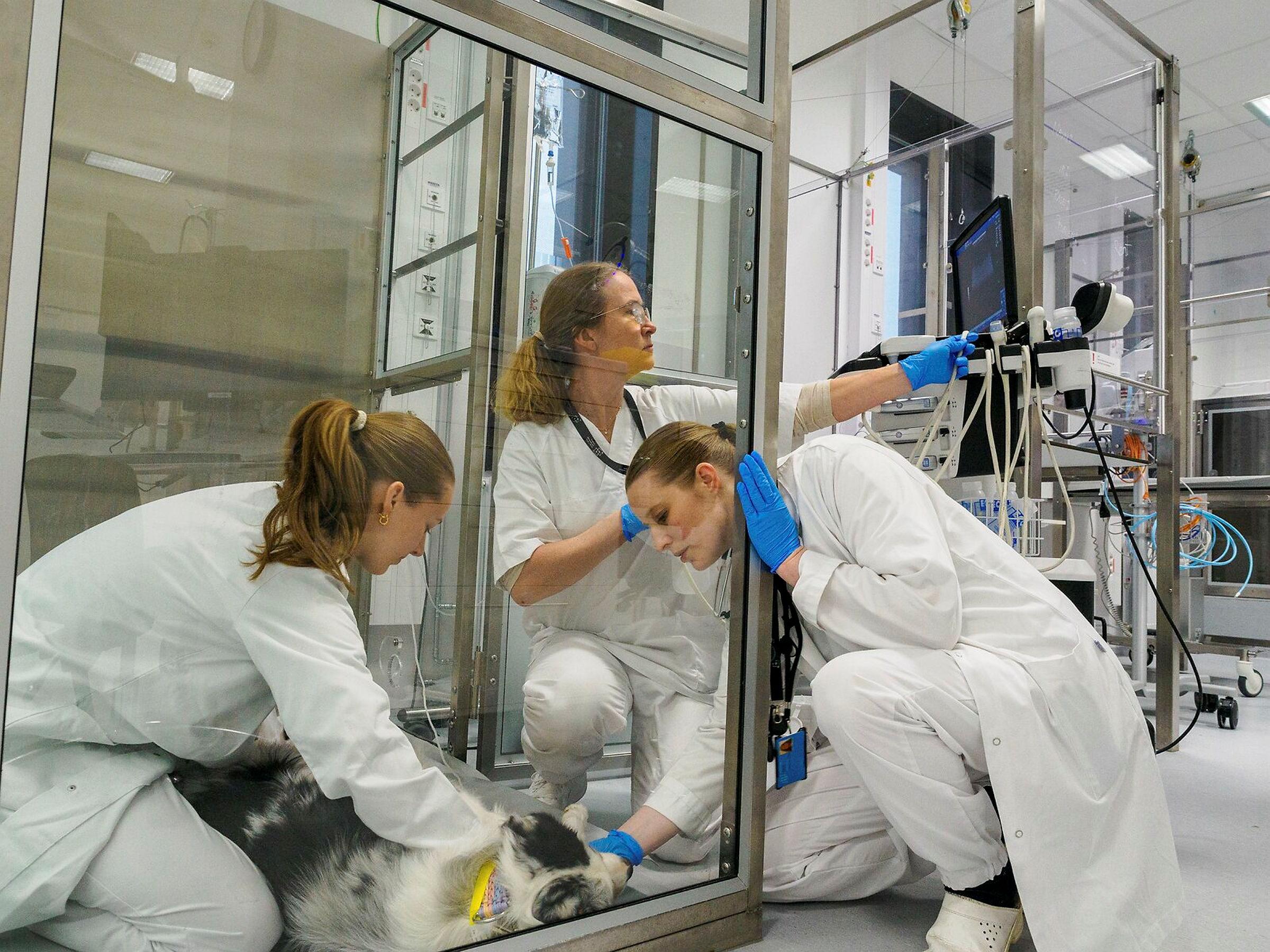 Heaven, en Minature american shepheard, kom inn til Dyresykehuset – smådyr med immunmediert hemolytisk anemi. Hun var drektig på dag 52-53. Ansatte ved Dyresykehuset – smådyr gjorde alt de kunne for å reddet livet hennes og livet til de fire valpe