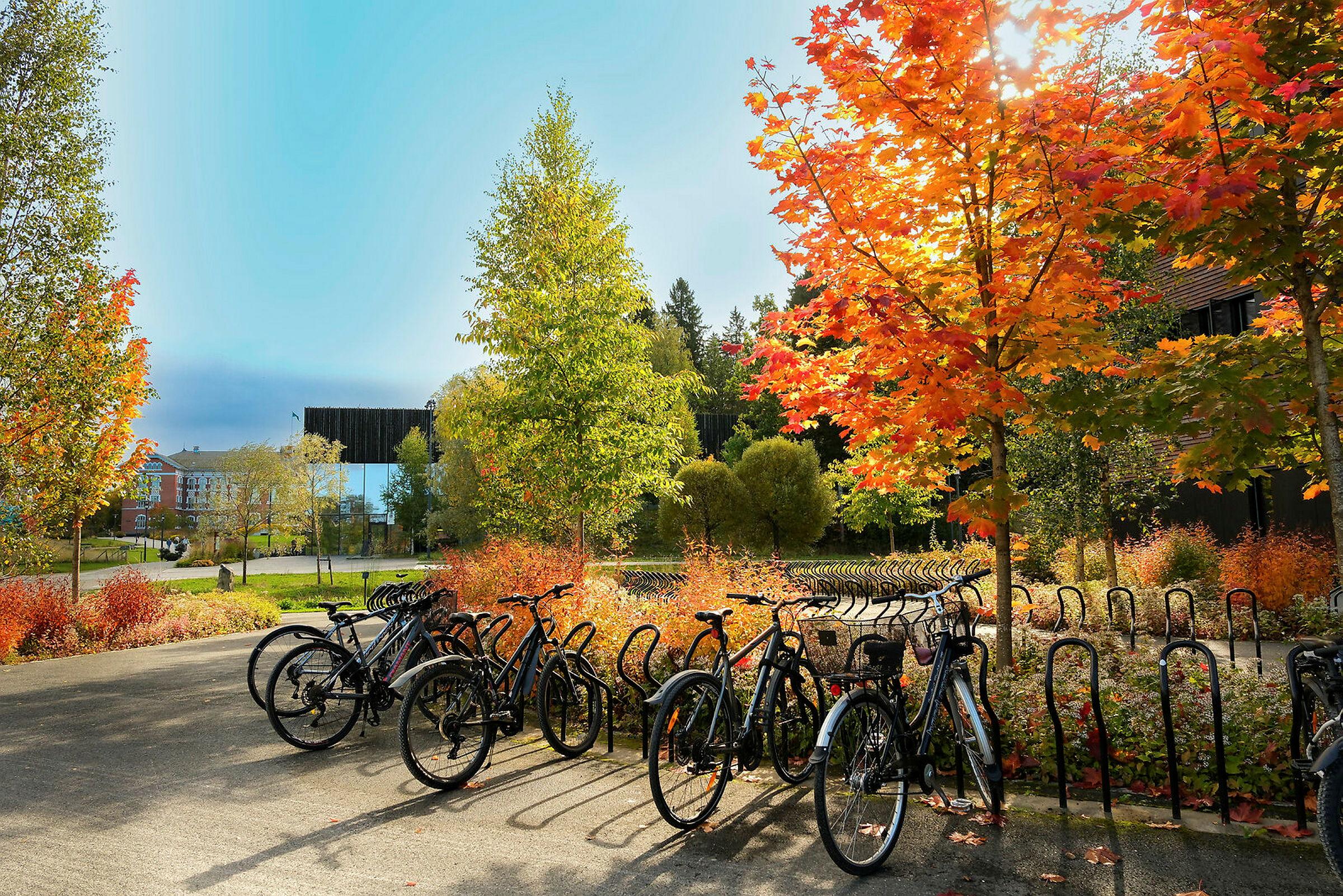 Bildene er tatt rundt på campus en vakker høstdag i slutten av september 2026.