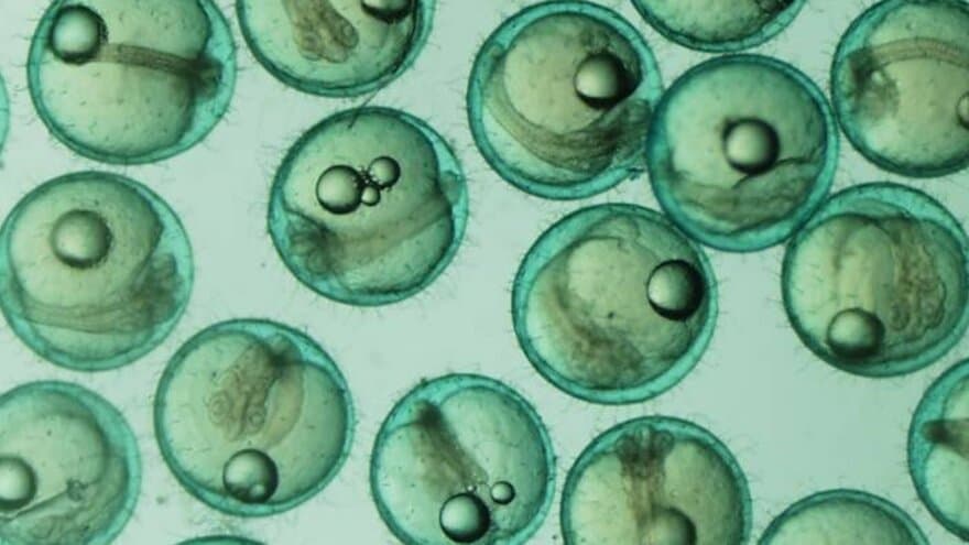 Medaka embryos