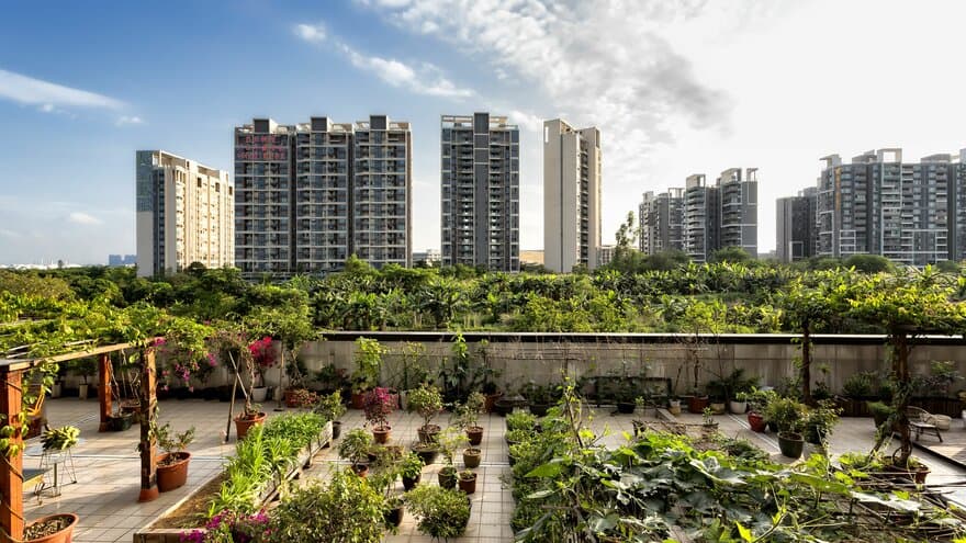 Urban agriculture with plants growing in a rooftop garden in a Chinese city. 