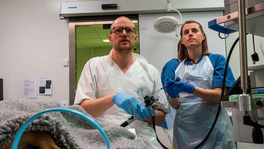 Veterinær Sivert Nerhagen underviser veterinærstudent Mathilde Wilmot i endoskopi ved Dyresykehuset – smådyr. 