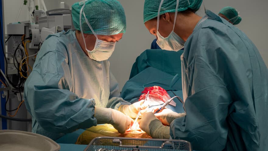 Bildet viser to veterinærkirurger som opererer en hund.