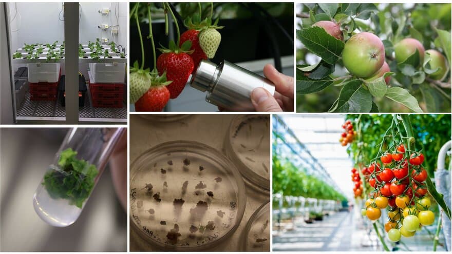 Faggruppe for plantebiologi, bærekraftige matsystemer og integrert plantevern