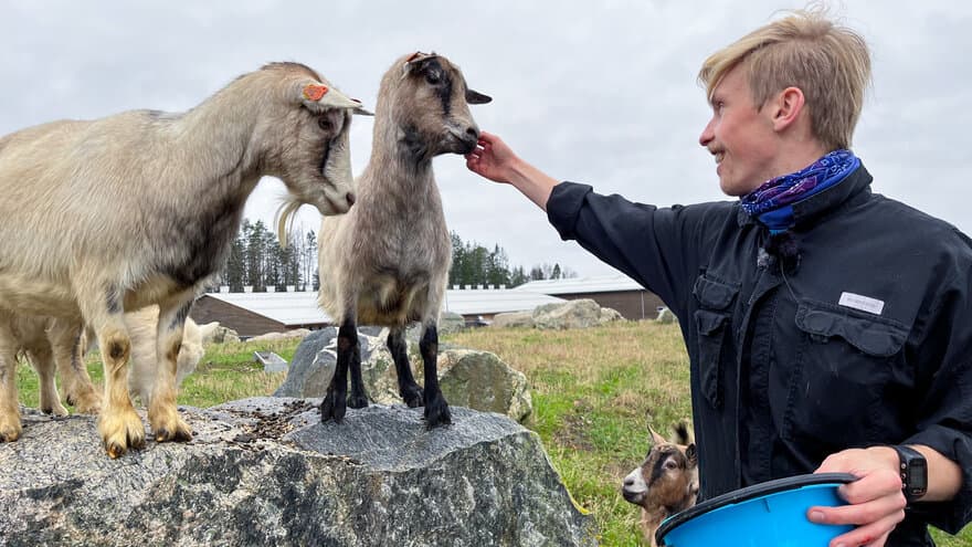 Veterinærstudent Erik Lillebakken mater to geiter ute