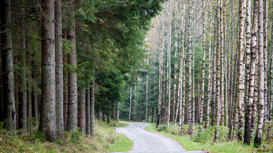 Bilde av skogsvei