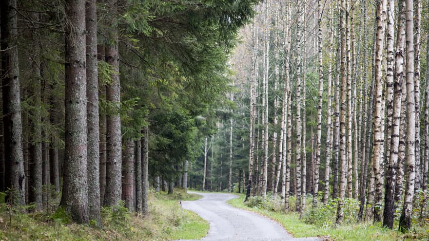 Grusvei innover en skog med granskog på venstre side og bjørkeskog på høyre.
