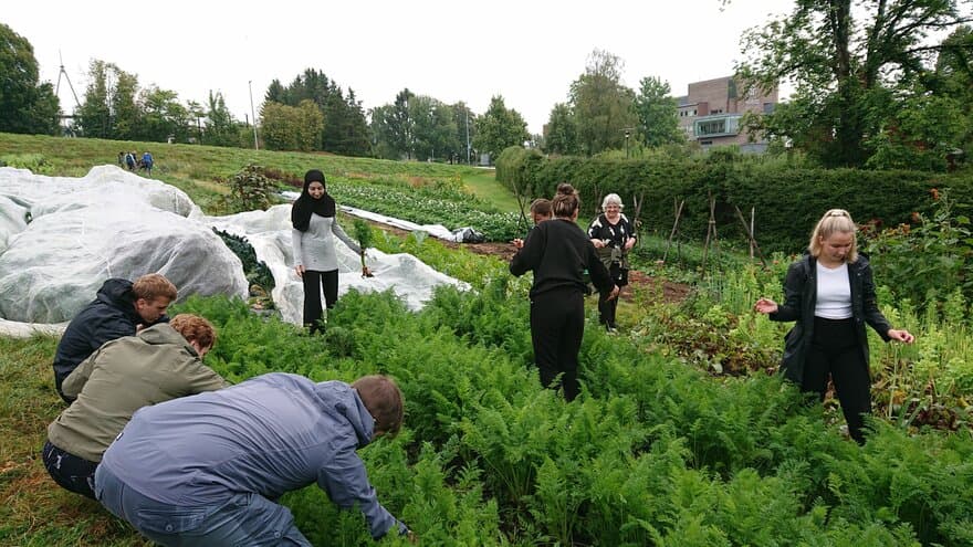 Studenter bøyer seg over grønne planter i grønnsakshage
