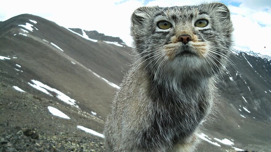 The Pallas's cat (Otocolobus manul), also known as the manul.
