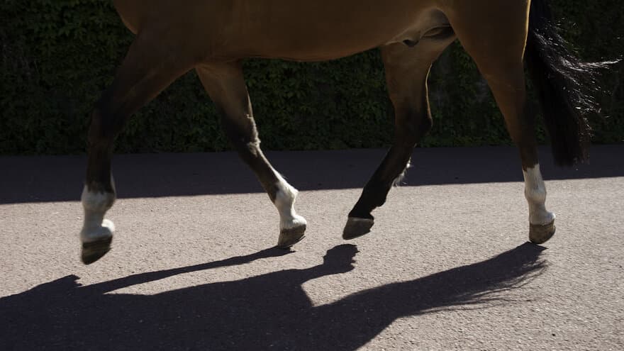 Silosjuke hos hest kan gi bevegelsesproblemer.