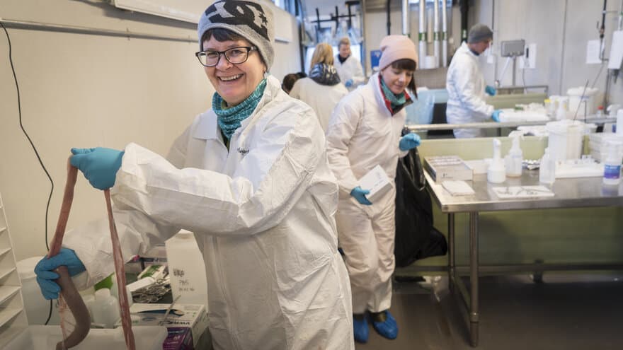 NMBU-professor Margareth Øverland og kolleger jobber raskt for å hente ut prøver fra nyslaktet gris. Målet er å finne ut hvilke griser som utnytter godt lokale fôrressurser.