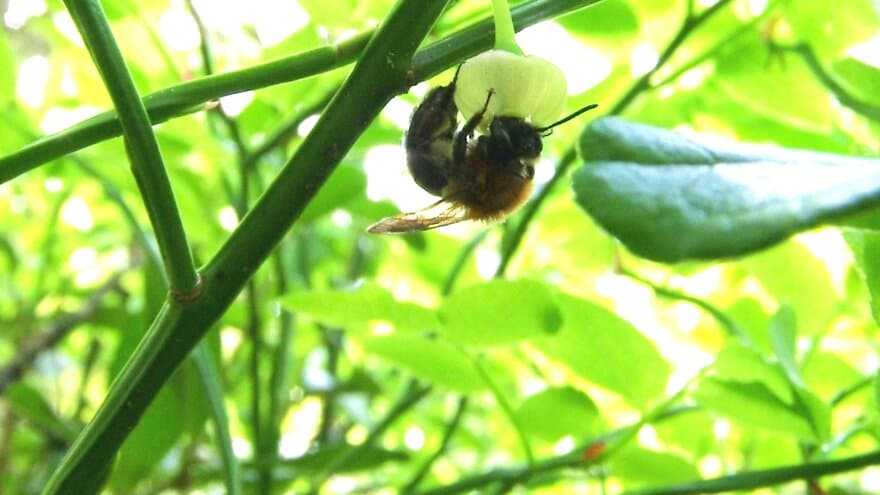 Fjellsandbie (Andrena lapponica)