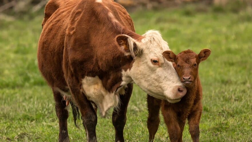 SmartCare er et prosjekt der man skal ha ku og kalv gående sammen i fjøset de første ukene etter fødsel for å se hva slags effekt dette har på kua og kalven. 
