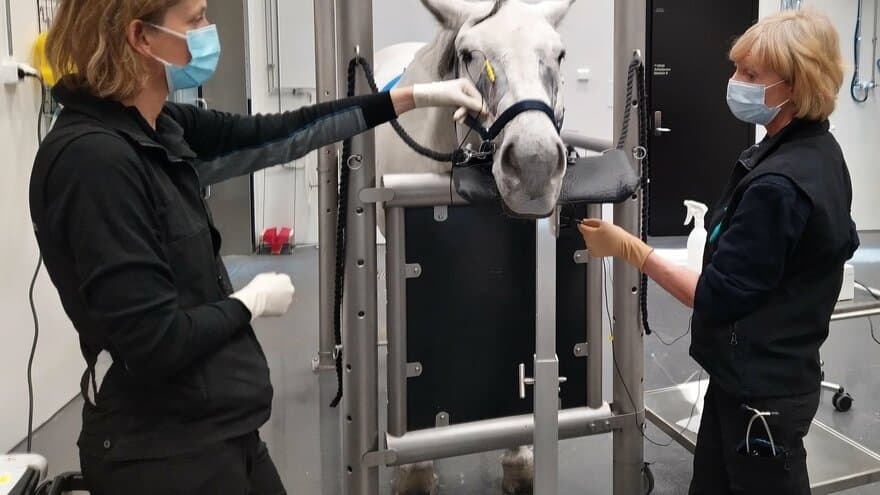 Nytt behandlingstilbud for headshaking på Dyresykehuset-hest: EquiPENS