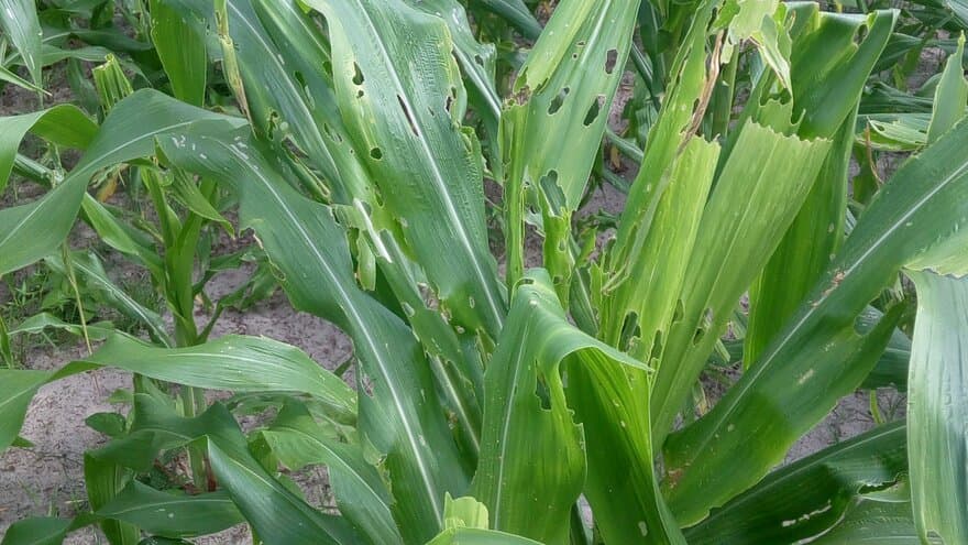Mais er hovednæringsmiddelet for store deler av det sørlige Africa. Planten blir angrepet av insektet Spodoptera frugiperda på alle deler av planten. 