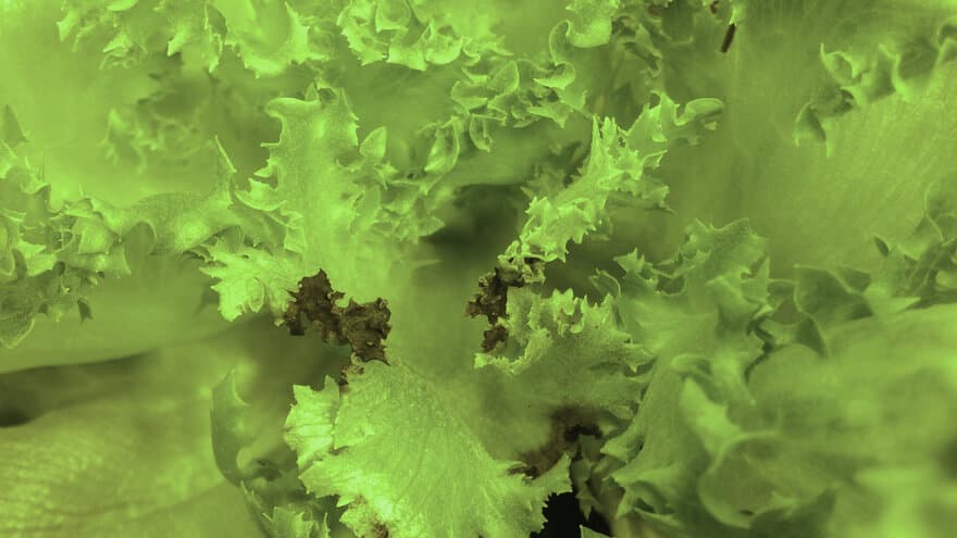 Bladrandskade viser seg som brune flekker med dødt plantemateriale