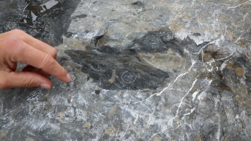 En kalkstein med blekksprutfossiler dukket opp under byggingen av NMBUs veterinærbygg. Nå er den plassert i universitetets nye geologihage. Sirkelen midt i bildet viser tverrsnitt av primitive blekkspruter med kjegleformede skall. 