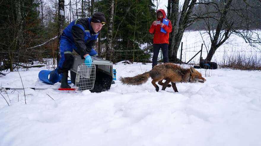A captured female fox is released after GPS-collaring by R. Bischof, with PhD student Ehsan Moqanaki looking on. 
