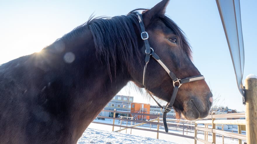 En av Veterinærhøgskolens hester i paddockene ved Dyresykehuset – hest.