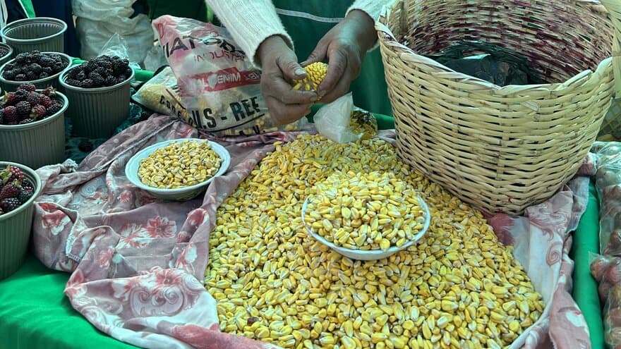 Maize for sale at Cotacachi’s agroecological market in Ecuador. November 2022.
