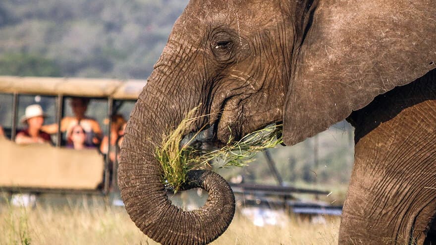 Som turist bør du krevja garanti for ein ansvarleg safari – ikkje garanti for å sjå ville dyr, meiner bloggar og BIOTOUR-forskar Kathrin Jathe.