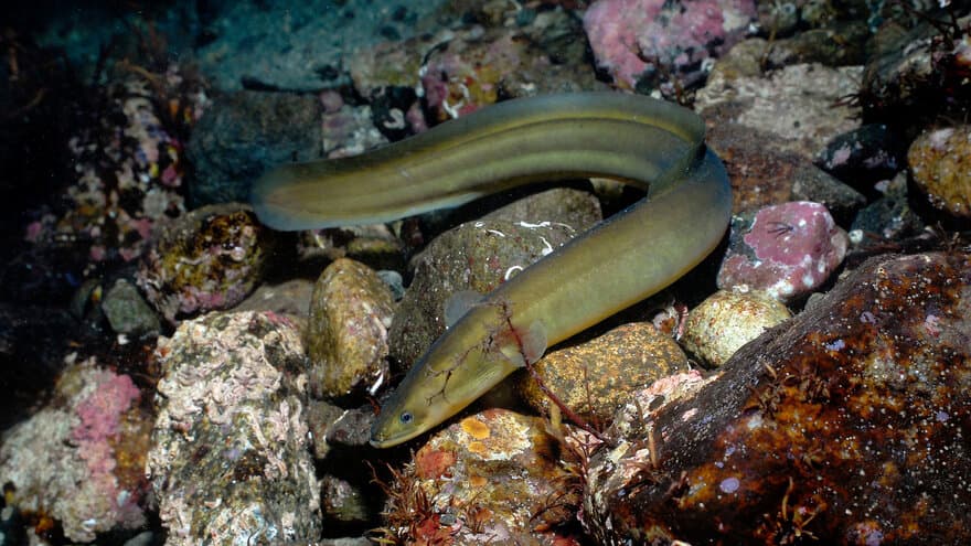 Den europeiske ålen er sterkt utrydningstruet. Nå har ny teknologi gitt store fremskritt i kunnskapen om ålens genomsekvens.