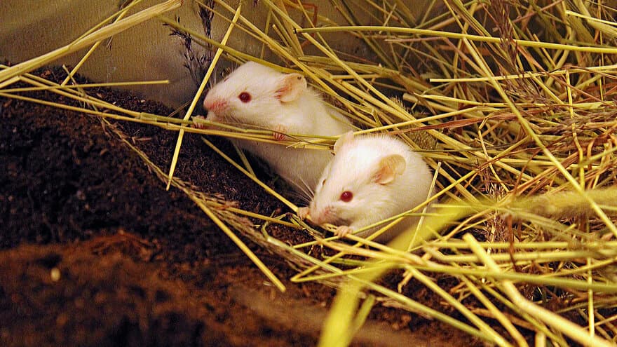 Fjøsmusene fikk en mer motstandsdyktig bakterieflora i tarmen enn det som er vanlig for lab-mus.