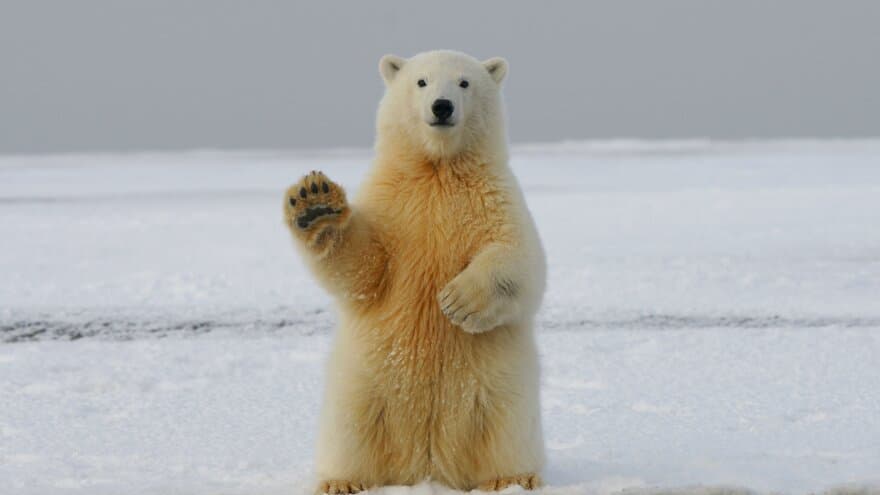 Kan isbjørnturister ha gode opplevelser selv om de ikke får se isbjørn?