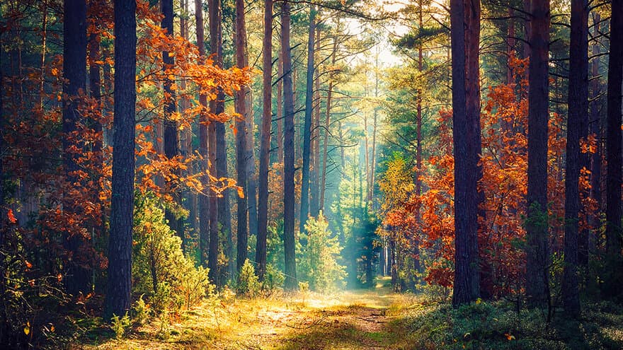 Skog om høsten